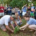 Un árbol que crece más que el Caimito